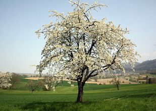 Obstbaum des Jahres 2022 Süßkirsche