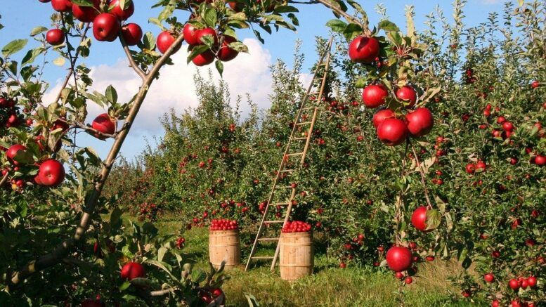 apples 1873078 960 720 777x437