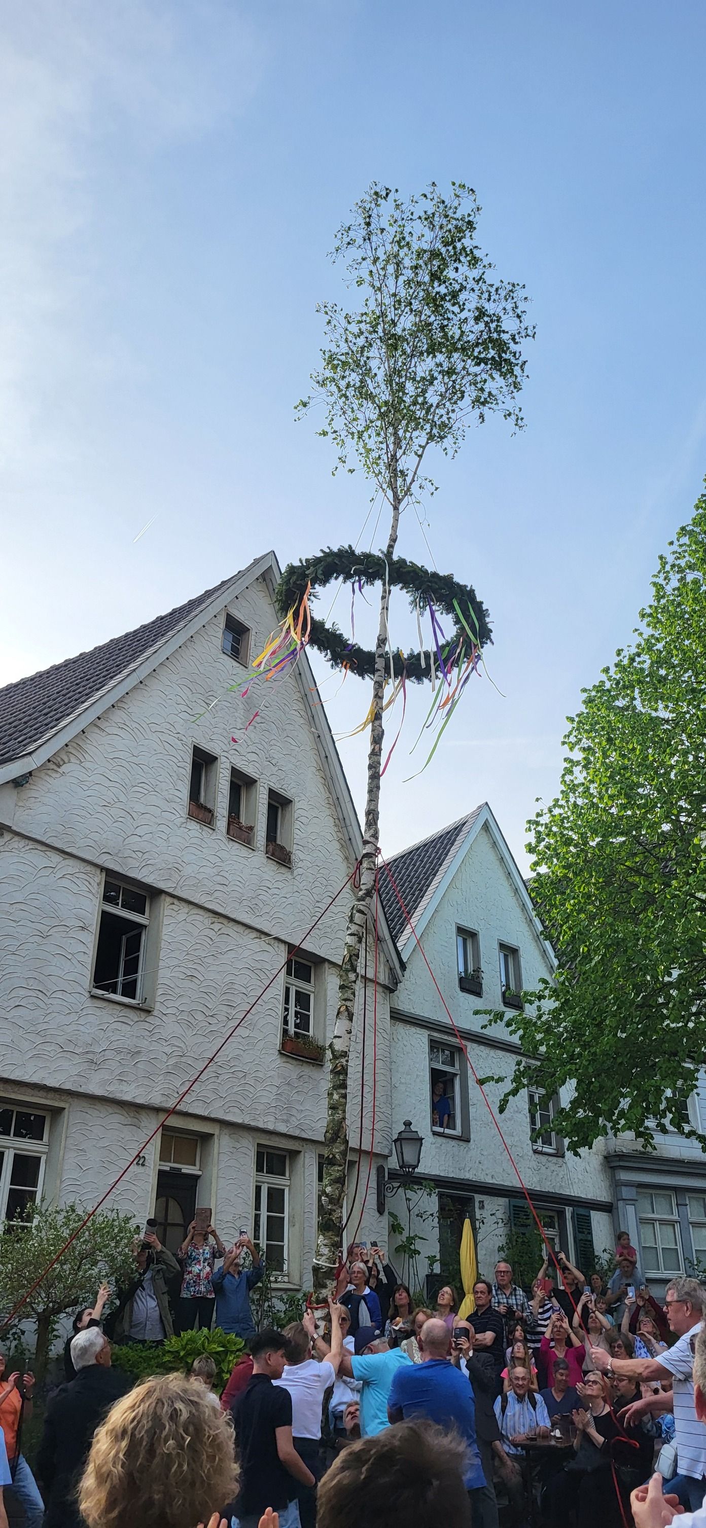 016 Maibaum 01 05 2024 3