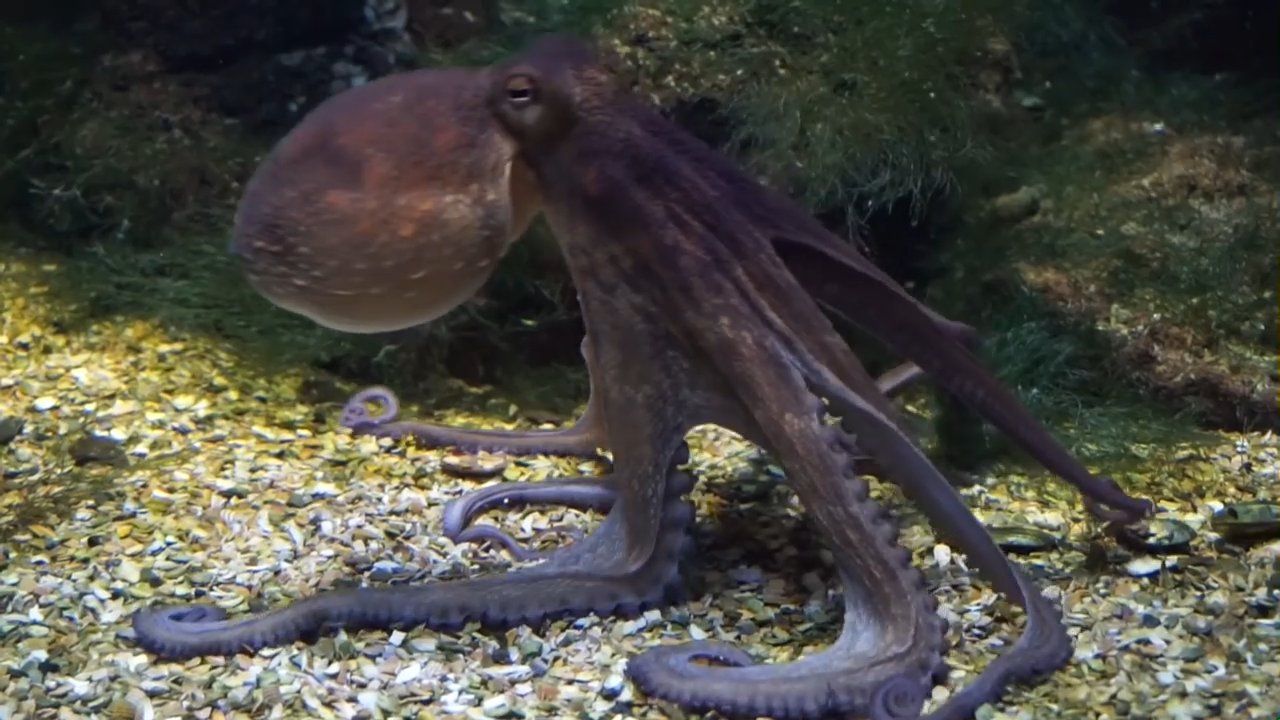 Oktopus