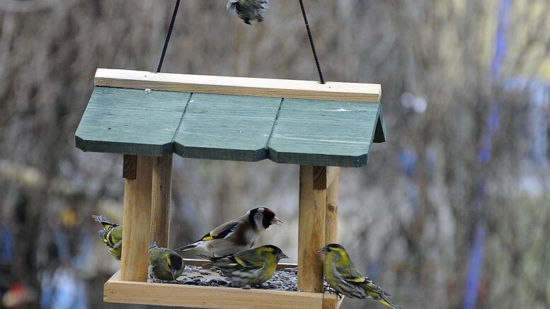 Vogelhaeuschen 777x437