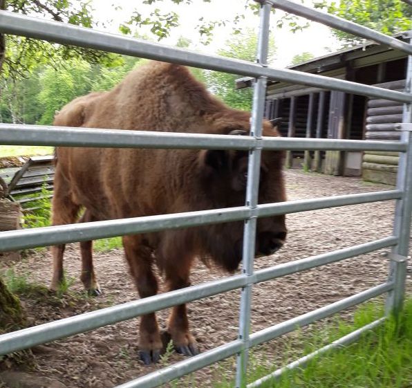 neugieriger Bison