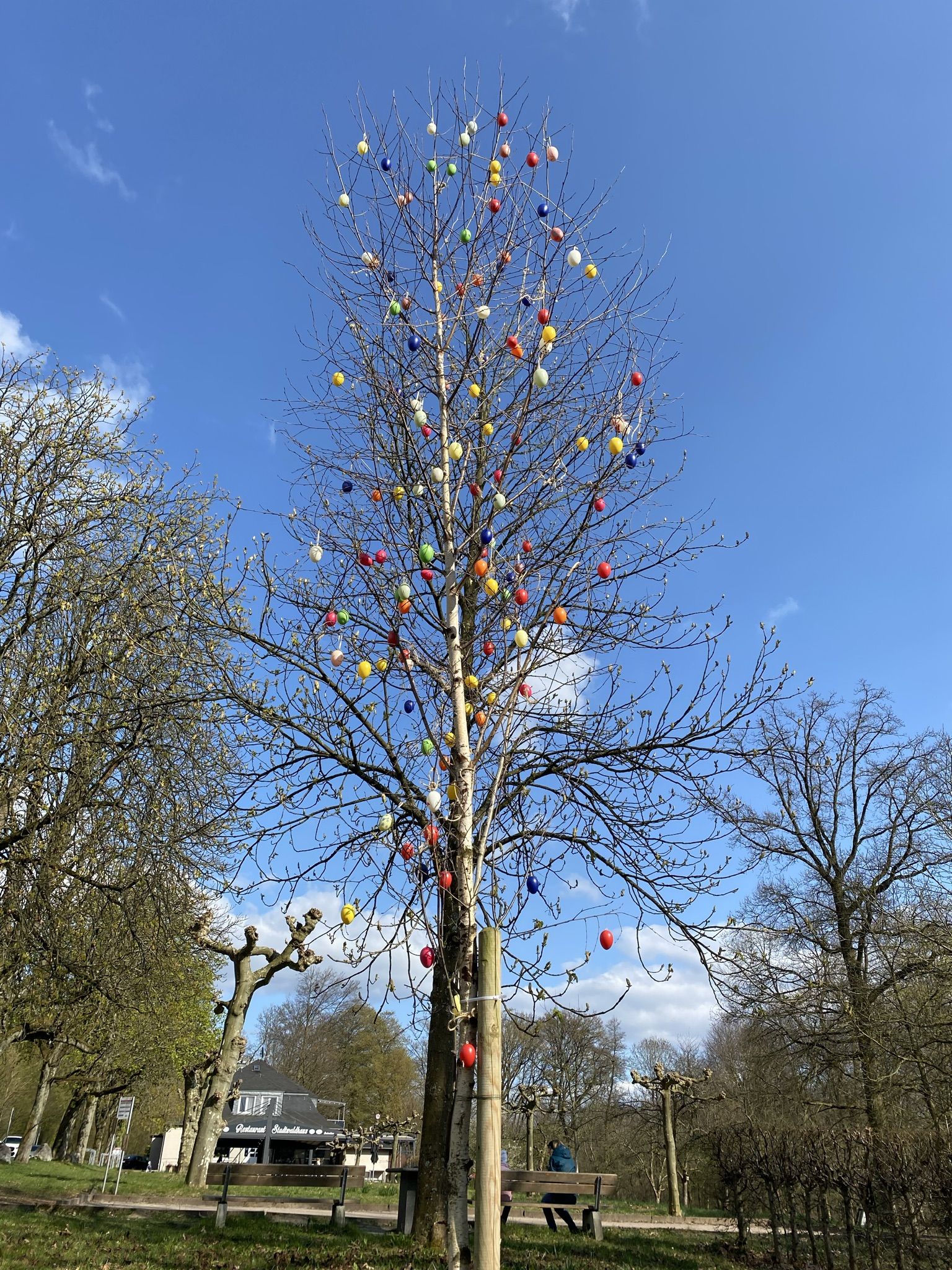 007 Osterbaum am Stadtwald 05 04 2025